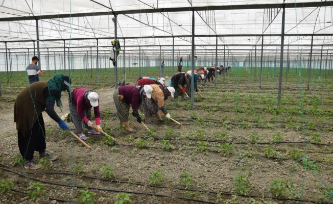 Örtü altı tarımın üssü Antalya’da son 5 yılda çiftçi sayısı 20 bin arttı