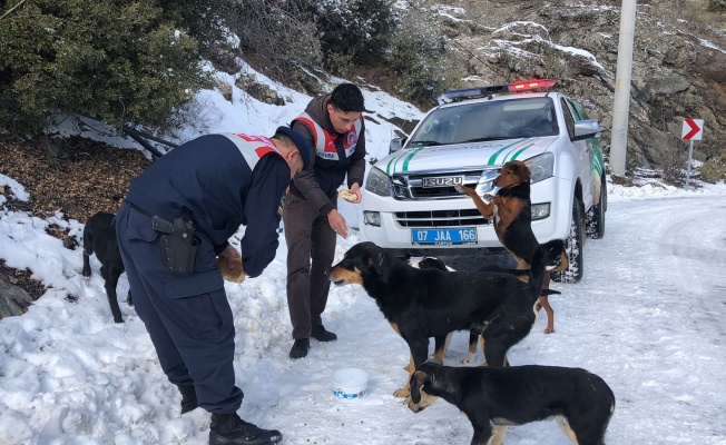 Antalya'da jandarma, soğuk kış günlerinde sokak hayvanlarını unutmadı