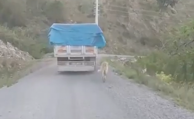 Gazipaşa’da köpeği kamyonun arkasına bağlayıp koşturdu
